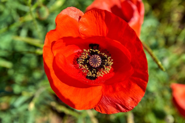 Blooming red poppy closeup from the top point