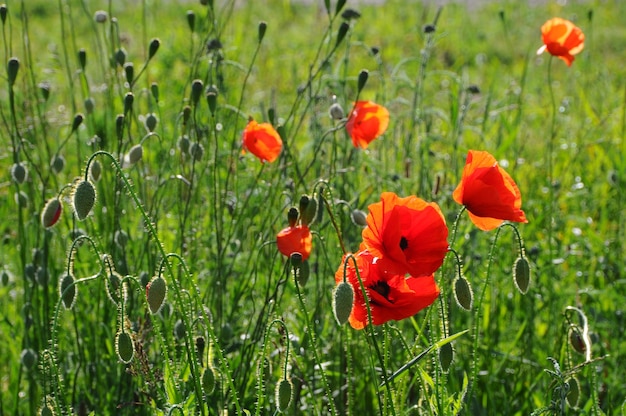 Blooming red Poppy flowers on green grass, flowering poppy on a background