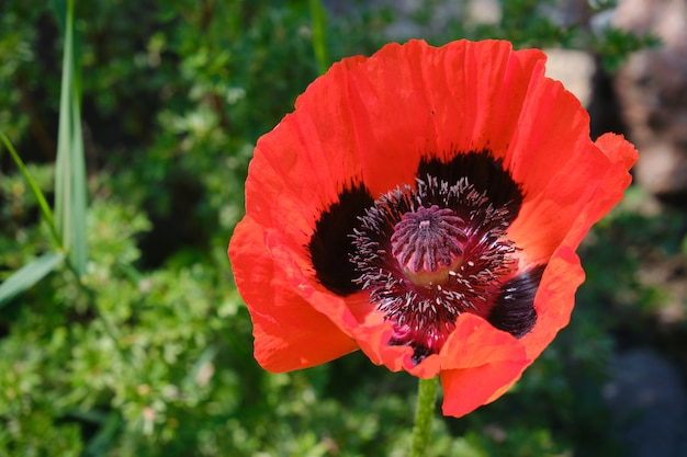 Blooming Red Poppy in the garden