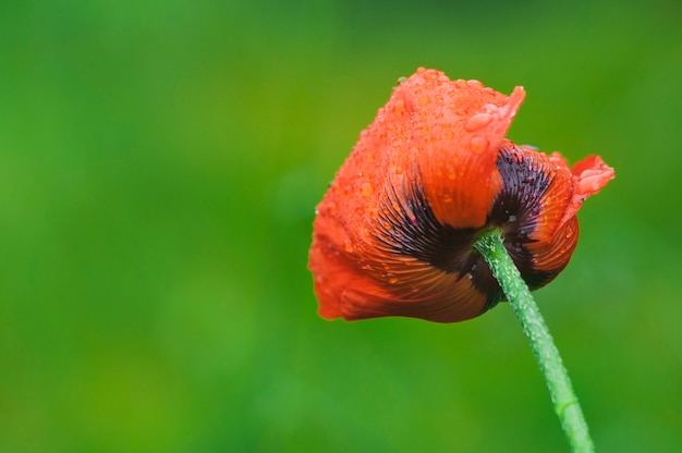 A blooming red poppy on a green blurred background with raindrops on its petals