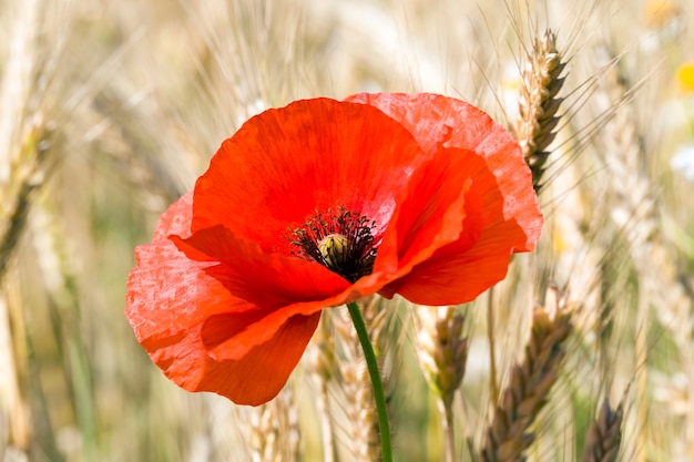 blooming red poppy