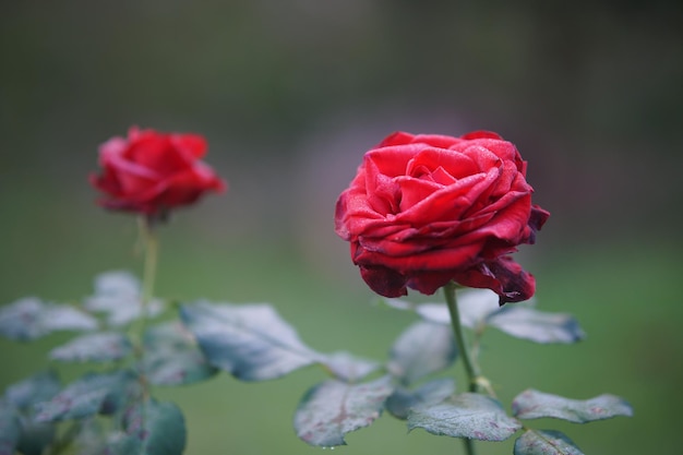 blooming red rose flower in bloom in garden park