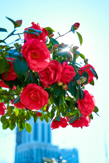 Blooming red rose flowers in the city park