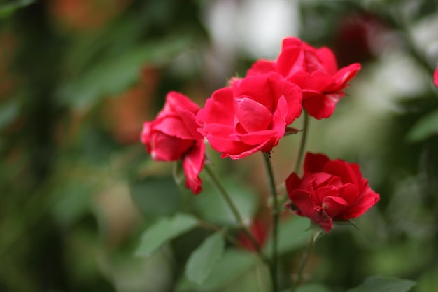 Blooming red rose in the garden Closeup view of beautiful red rose flowers Colorful red rose in the garden