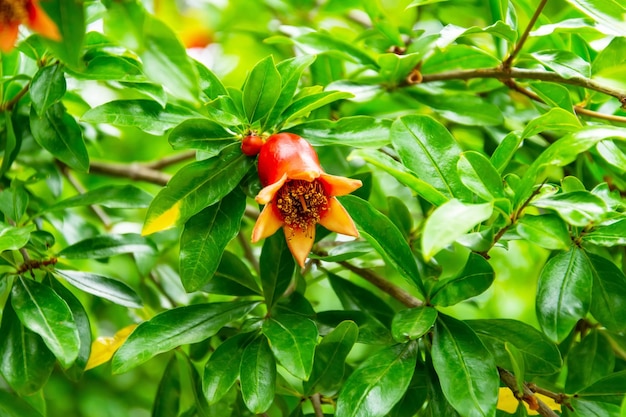 Blooming red scarlet red of the future pomegranate fruit on a tree branch