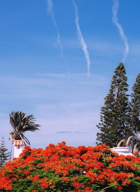 Blooming red tree Tropical location Canary island Stylish Travel vacation wallpaper