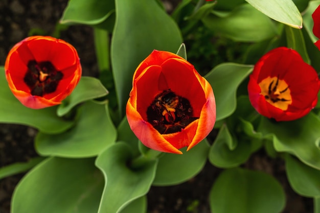 Blooming red tulips in the garden Spring seasonal of growing plants Gardening concept background