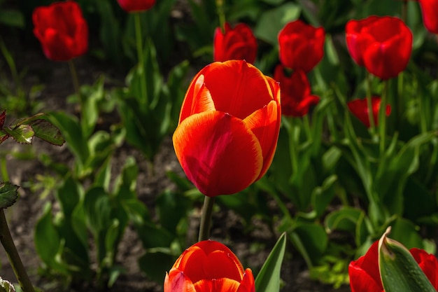 Blooming red tulips in the garden Spring seasonal of growing plants Gardening concept background