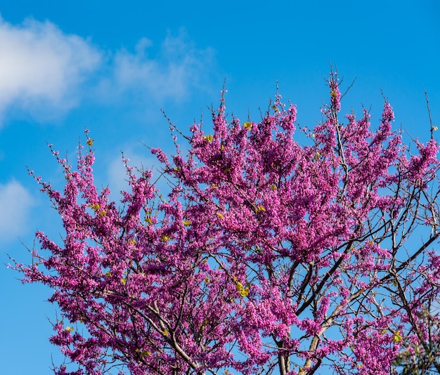 Blooming redbud tree under the blue sky