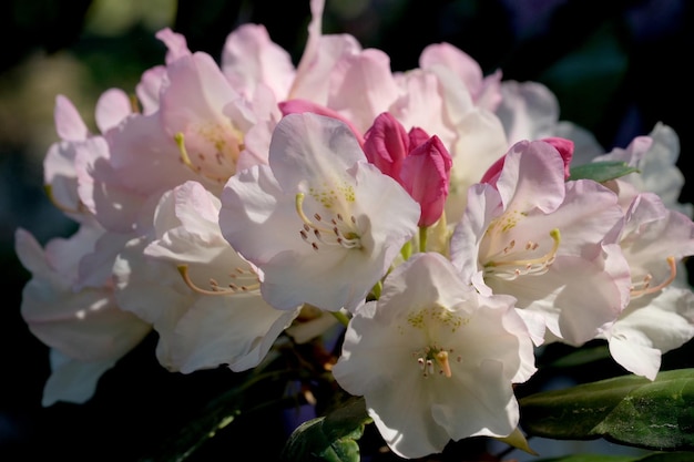 Blooming rhododendron bush