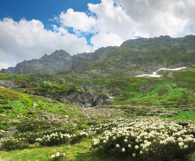 Blooming rhododendrons in mountain