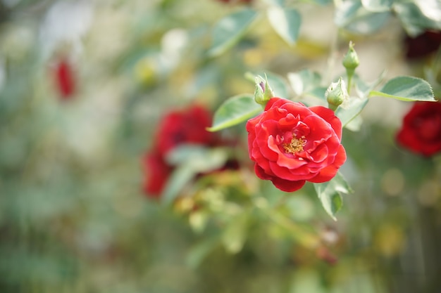 Blooming rose flower in bloom in garden park