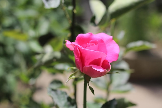 A blooming rose in the garden closeup