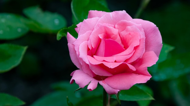 blooming rose in the garden