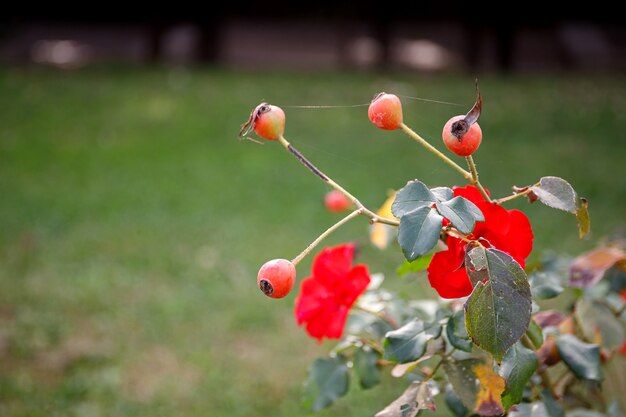 Blooming rosehip flower beautiful red flower on a bush branch