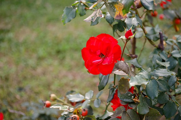 Blooming rosehip flower beautiful red flower on a bush branch