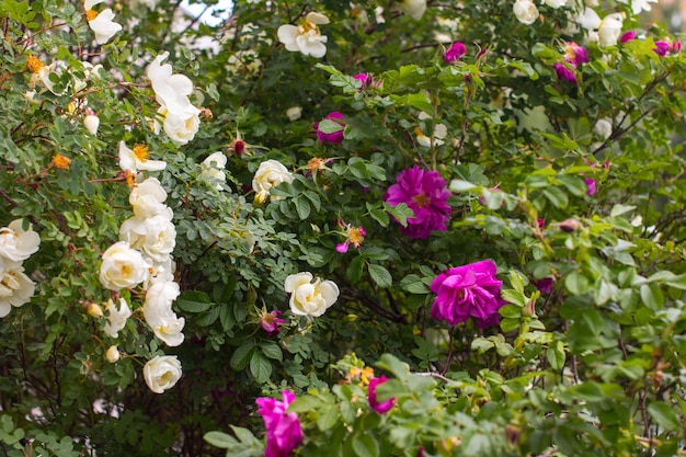 A blooming rosehip in the garden Wild shrub of medicinal flower Pink Rose