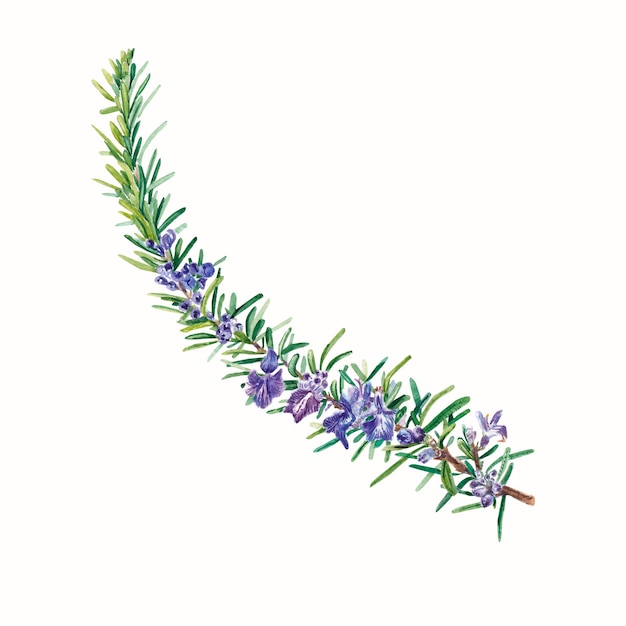 a blooming rosemary branch on a white background Watercolor illustration for design postcards