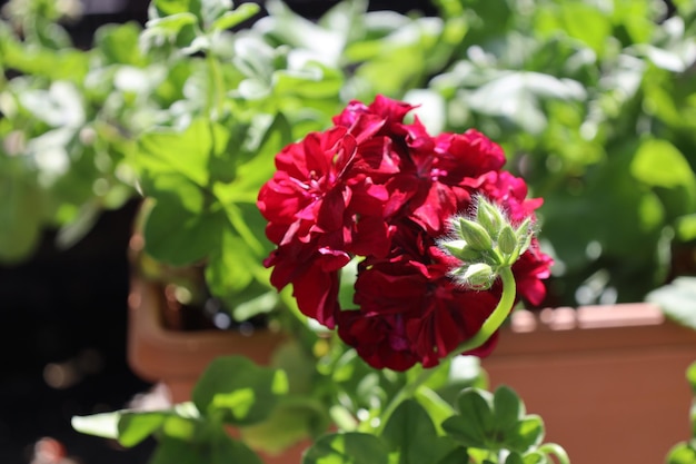 Blooming roses in garden. Beautiful red flowers on blurry background.