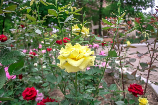 Blooming roses in nature