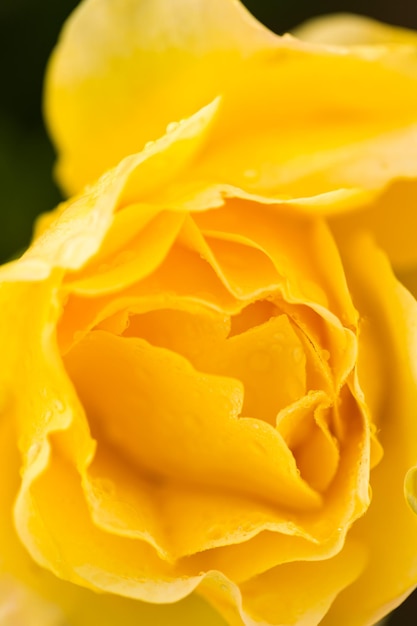 Blooming roses in small rose garden.