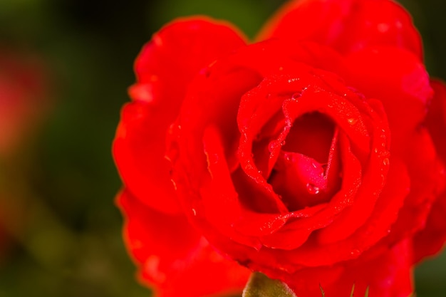 Blooming roses in small rose garden.