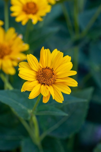 Blooming rough oxeye flower with yellow petals in summertime, close-up photography.