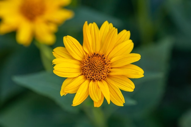 Blooming rough oxeye flower with yellow petals in summertime, close-up photography.