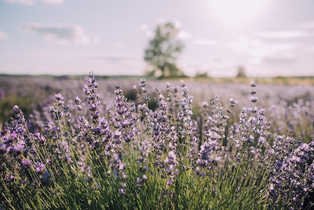 Blooming rows of lavender field at sunset