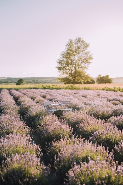 Blooming rows of lavender field at sunset