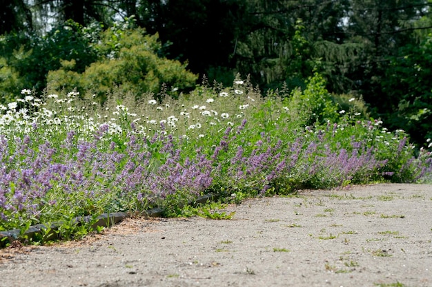 Blooming sage on a bright sunny summer day