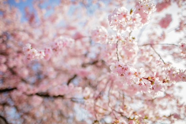 Blooming sakura branch in the blossom garden happy spring vibes natural floral background