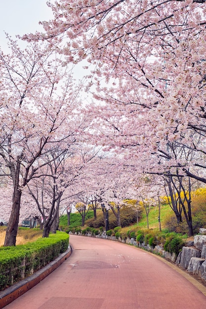 Blooming sakura cherry blossom alley in park