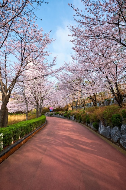 Blooming sakura cherry blossom alley in park