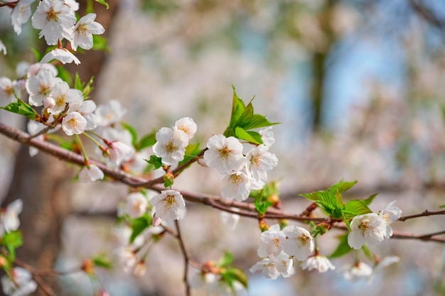 Blooming sakura cherry blossom