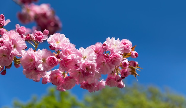 Blooming sakura tree and nature background. Close-up cherry blossom sakura in springtime season.