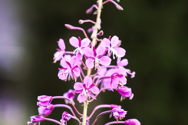 blooming sally or fireweed beautiful pink flowers in summer garden. 