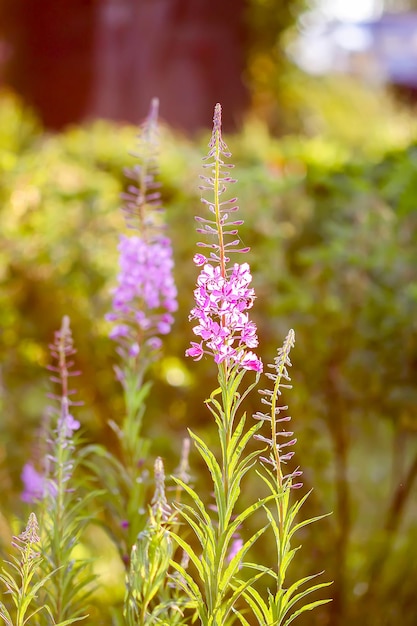 Blooming Sally, willow herb, fireweed medical plant with purple flowers in flowering season blooming in summer garden. Used for tea, essential oil, infusions.