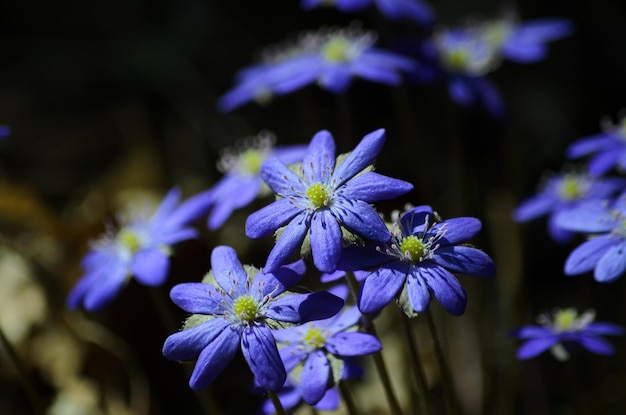 blooming Sclla in spring in the forest closeup