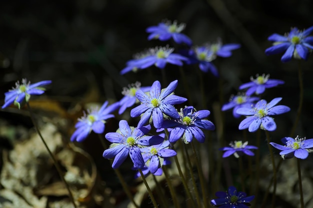 blooming Sclla in spring in the forest closeup