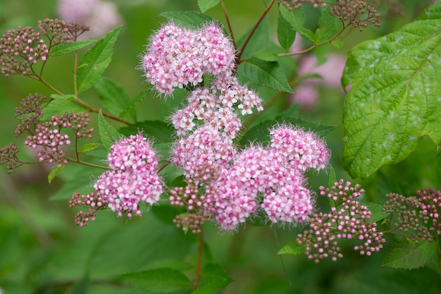 Blooming spiraea japonica anthony waterer in summer garden pink cluster flowers