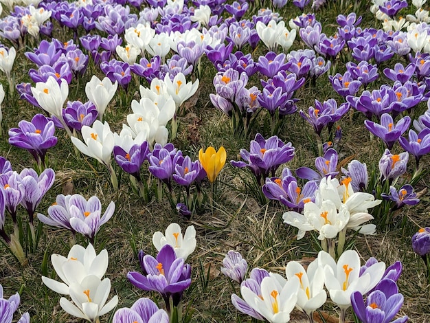 Photo blooming spring crocuses