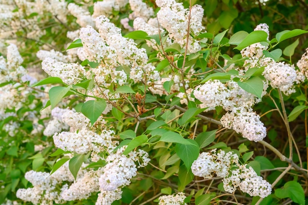 Blooming spring flowers. Beautiful flowering flowers of lilac tree. The spring concept. The branches of lilac on a tree in a garden.