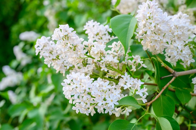 Blooming spring flowers. Beautiful flowering flowers of lilac tree. The spring concept. The branches of lilac on a tree in a garden.