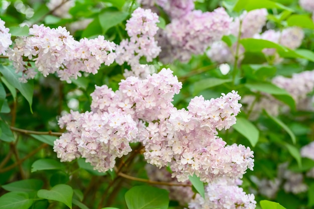 Blooming spring flowers Beautiful flowering flowers of lilac tree The spring concept The branches of lilac on a tree in a garden