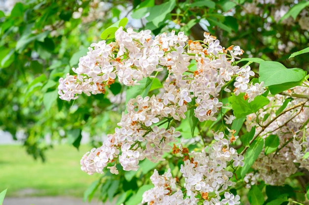 Blooming spring flowers Beautiful flowering flowers of lilac tree Spring concept The branches of lilac on a tree in a garden