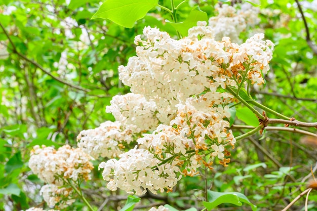 Blooming spring flowers Beautiful flowering flowers of lilac tree Spring concept The branches of lilac on a tree in a garden