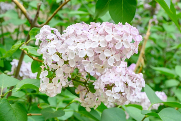 Blooming spring flowers Beautiful flowering flowers of lilac tree Spring concept The branches of lilac on a tree in a garden