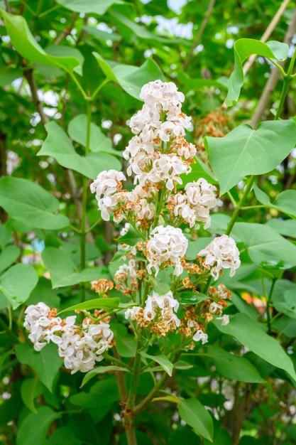 Blooming spring flowers Beautiful flowering flowers of lilac tree Spring concept The branches of lilac on a tree in a garden