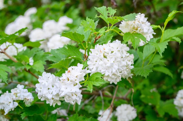 Blooming spring flowers. Large beautiful white balls of blooming Viburnum opulus Roseum (Boule de Neige). White Guelder Rose or Viburnum opulus Sterilis, Snowball Bush, European Snowball is a shrub.